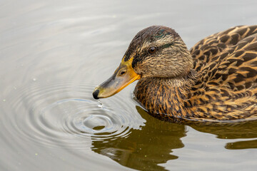 Enten beobachten