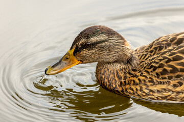 Fototapeta premium Eine Reise durch die Niederlande