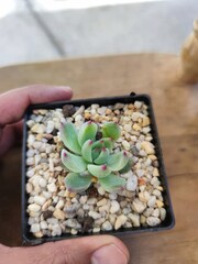 Plantas de ornato suculentas o crasas, de colores, en macetas decoradas, para adornar el hogar, cactus.