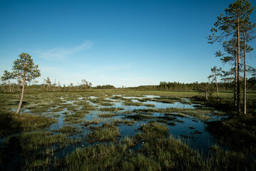 View over marshlands in Swedish Laplands close to Arvidsjaur, Norbotten in Sweden