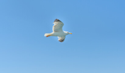 A seagull flies against a clear blue sky