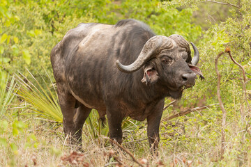 African buffalo, Cape buffalo  - Syncerus caffer, bull with the green vegetation in background. Photo from Kruger National Park in South Africa.