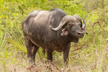 Photo sur Plexiglas Parc national du Cap Le Grand, Australie occidentale African buffalo, Cape buffalo  - Syncerus caffer, bull with the green vegetation in background. Photo from Kruger National Park in South Africa.