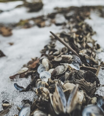A shell in macro on the coast of a lake frozen in winter, a winter landscape in detail