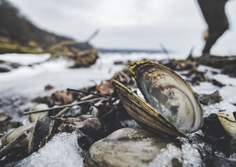 A shell in macro on the coast of a lake frozen in winter, a winter landscape in detail