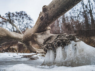 A fallen tree on the shore of a lake frozen in winter with shells in macro, in cloudy weather in winter