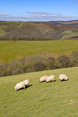 Fototapeta premium Sheep grazing on a hill farm in a rural area with mountains in the background