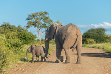 African bush elephants - Loxodonta africana - also known as the African savanna elephants mother with calf crossing the road at Kruger National Park in South Africa.