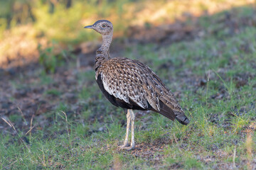 Black-bellied bustard, black-bellied korhaan - Lissotis melanogaster on ground with dark green background. Photo from Kruger National Park in South Africa.