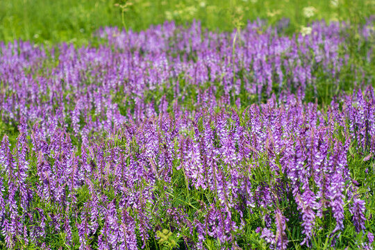 Field of violet flowers. Many flowers called - galega