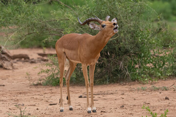 Impala or rooibok  - Aepyceros melampus calling buck. Photo from Kruger National Park in South Africa.