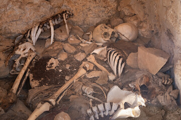 Selective focus. Skeleton is in the crypt. Old human skeleton in ancient tomb at archaeological...