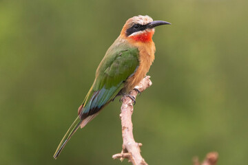 White-fronted bee-eater - Merops bullockoides- perched with green background. Photo from Kruger National Park in South Africa.	