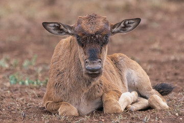  Calf of blue wildebeest, common wildebeest, or brindled gnu - onnochaetes taurinus taurinus lying on the ground. Photo from Kruger National Park in South Africa.