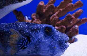 macro photography underwater pufferfish gray