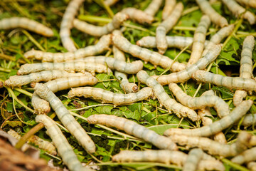 Raising live cocoons, cocoon farm
