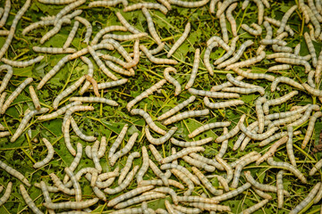 Silk Production Process, Silkworm with mulberry green leaf