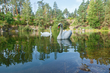 beautiful lake with a canyon on which swans swim with a blue sky