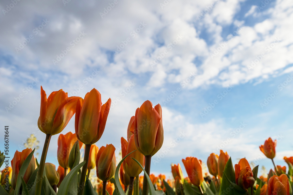 Canvas Prints tulip