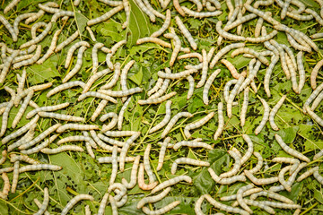 Silk Production Process, Silkworm with mulberry green leaf