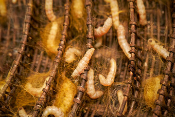 Sericulture or silk production background