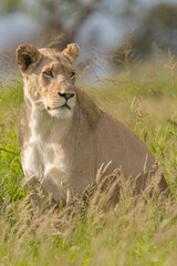 Lying lioness - Panthera leo, female with green vegetation in background. Photo from Kruger National Park in South Africa