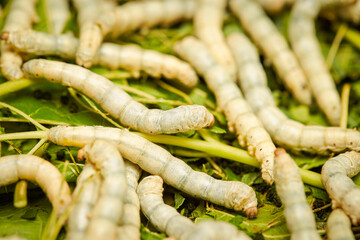 silk worms eating mulberry leaves