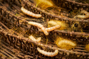 Sericulture or silk production background