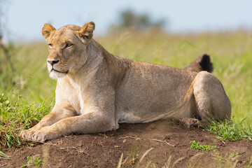 Fototapeta na wymiar Lying lioness - Panthera leo, female with green vegetation in background. Photo from Kruger National Park in South Africa