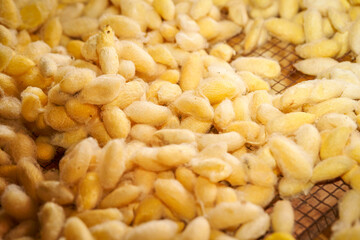 silkworm yellow and white for textiles