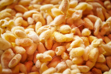silkworm yellow and white for textiles