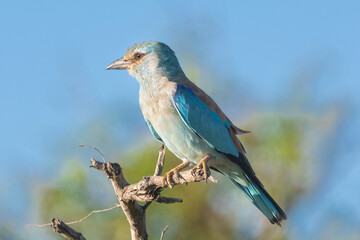 European roller - Coracias garrulus perched at blue sky in background. Photo from Kruger National Park in South Africa.