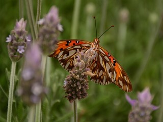 Mariposa naranja con las alas abiertas sobre una flor de lavanda