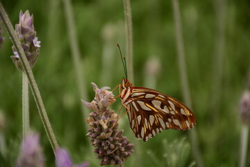 Vista lateral de una mariposa naranja sobre una flor de lavanda