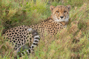 Cheetah - Acinonyx jubatus, in the grass at morning light with green background. Photo from Kruger National Park in South Africa. Cheetah is the fastest land animal in the world.