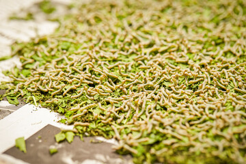 Raising live cocoons, cocoon farm