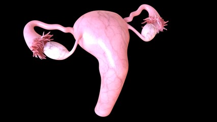 Female reproductive system anatomy uterus for medical concept 3D rendering