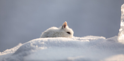 Obraz na płótnie Canvas decorative white rabbit in the snow