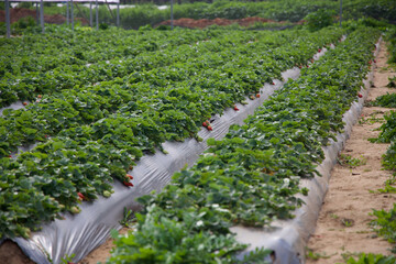 rows of cabbage