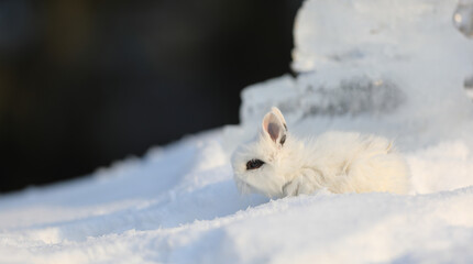 Fototapeta premium decorative white rabbit in the snow