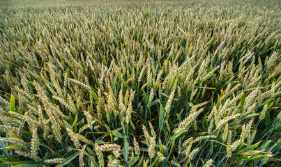 Close-up from above of ripening ears of wheat in an agricultural field. Agriculture for grain crops.