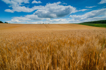 golden wheat field with blue sky, rural landscape