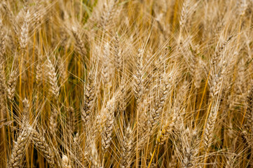 Golden ripe wheat ear at field, close up