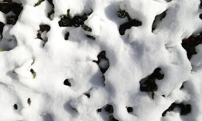 雪の積もった垣根の葉　雪の背景素材