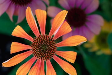 Close up of orange cone flower with pink flowers in background