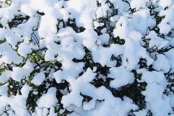 雪の積もった垣根の葉　雪の背景素材