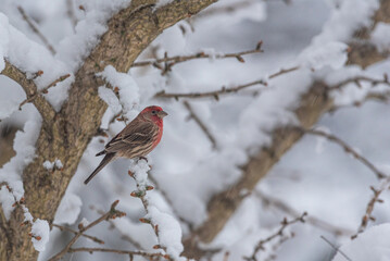 House finch bird perched on snow covered branch after winter storm