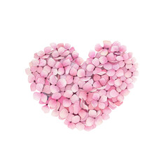 Watercolor print  with pink hydrangea heart. Watercolour hortensia. Floral design on white background. Hand drawn isolated  illustration