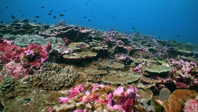 Wide angle underwater shot of colourful coral reef with sharks and fish
