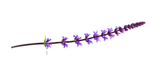 Sprig of purple salvia flowers isolated on white or transparent background
